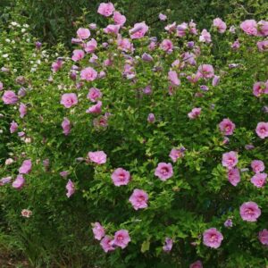 Hibiscus syriacus