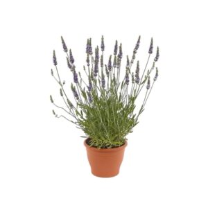 Hibrid levendula (Lavandula intermedia)