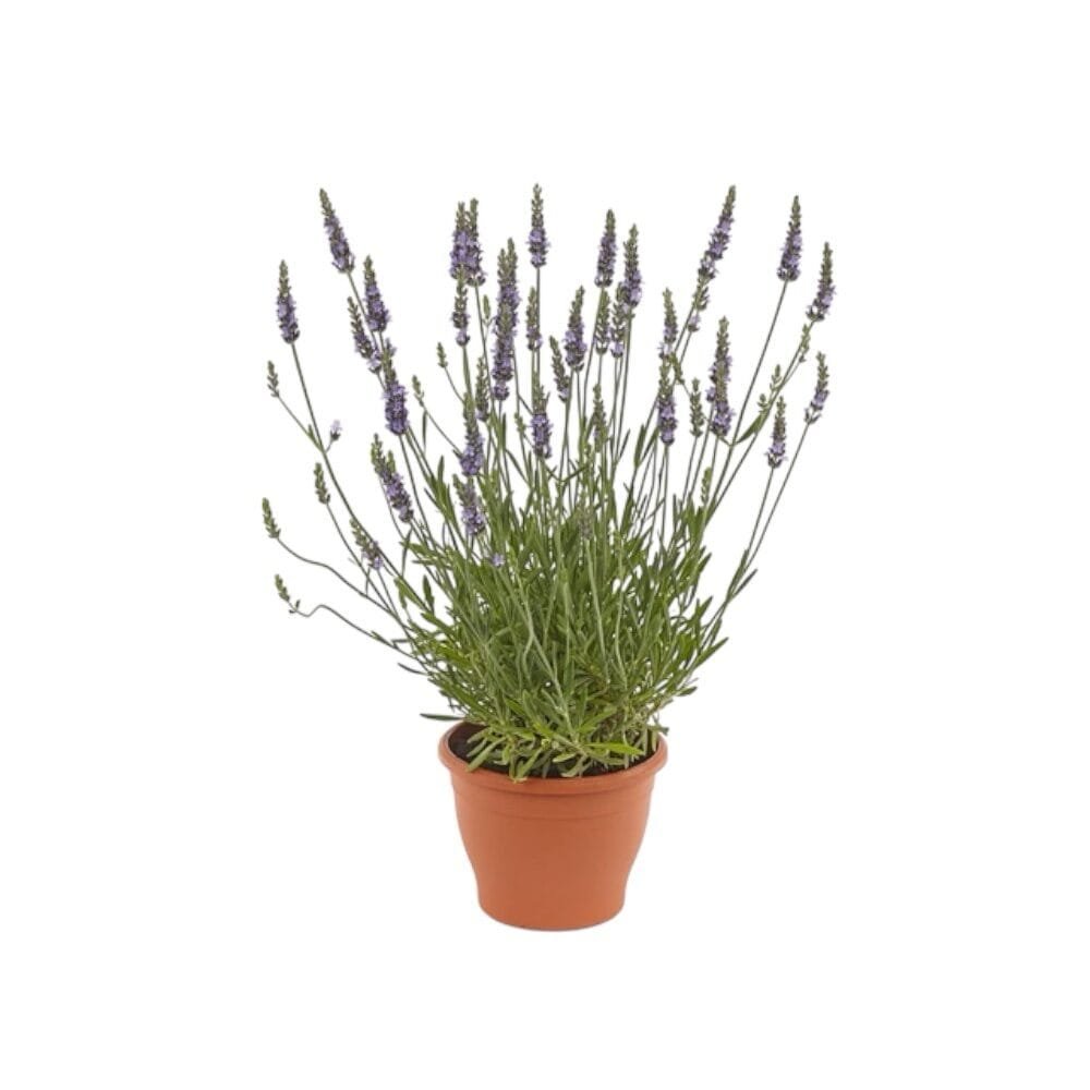 Hibrid levendula (Lavandula intermedia)