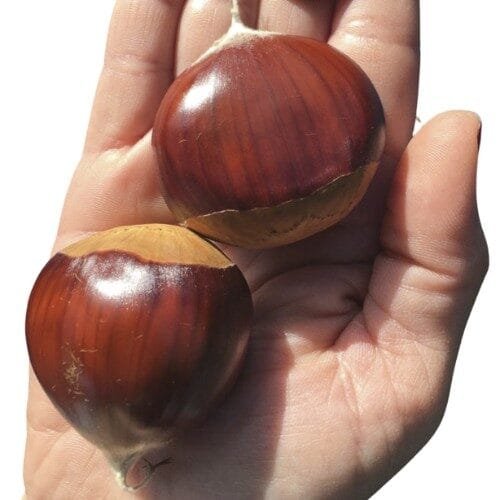 Hibrid szelídgesztenye (Castanea sativa 'Bouche de Betizac')