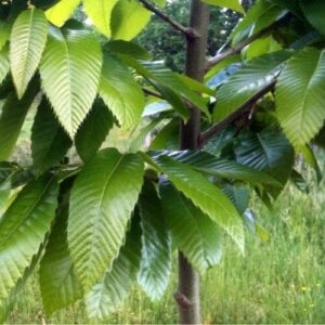 Hibrid szelídgesztenye (Castanea sativa 'Bouche de Betizac')
