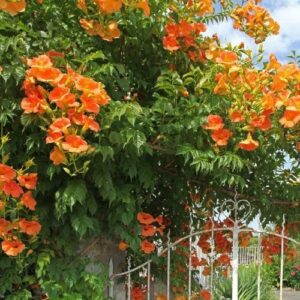 Hibrid trombitafolyondár (Campsis tagliabuana 'Mme Galen')