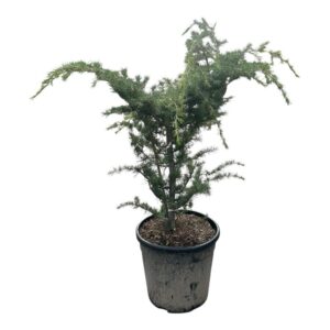 Himalájai cédrus (Cedrus deodara 'Prostrata')