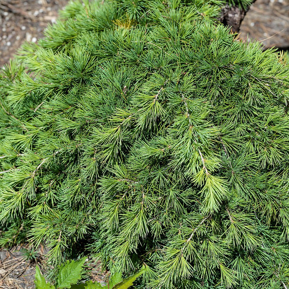 Himalájai cédrus (Cedrus deodara 'Prostrata')