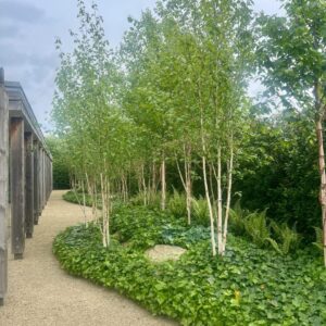 Himalájai nyír (Betula utilis)