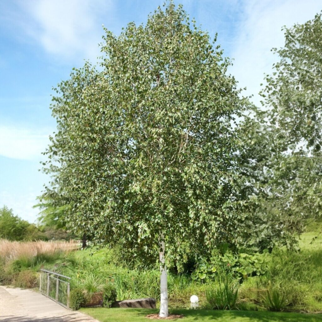 Himalájai nyír (Betula utilis 'Doorenbos')