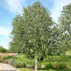 Himalájai nyír (Betula utilis 'Doorenbos')