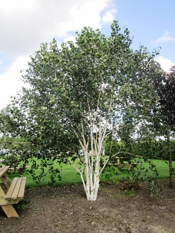 Himalájai nyír (Betula utilis 'Jacquemontii')