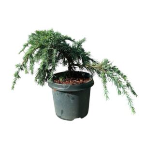 Himalájai terülő cédrus (Cedrus deodara 'Feeling Blue')