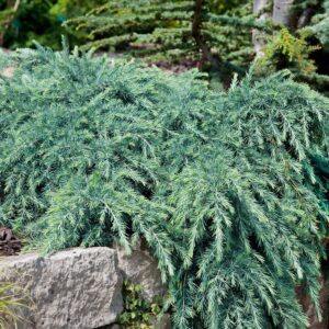 Himalájai terülő cédrus (Cedrus deodara 'Feeling Blue')