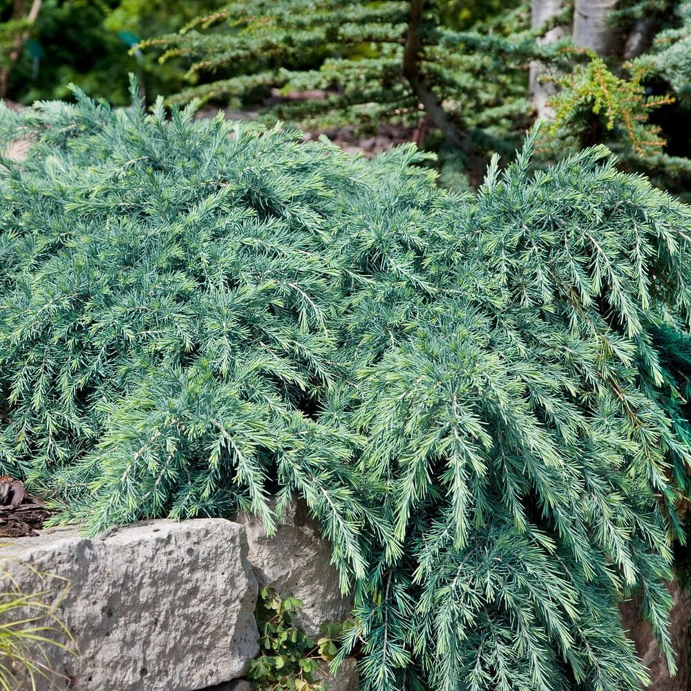 Himalájai terülő cédrus (Cedrus deodara 'Feeling Blue')