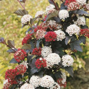 Hólyagvessző (Physocarpus opulifolius 'Diabolo')