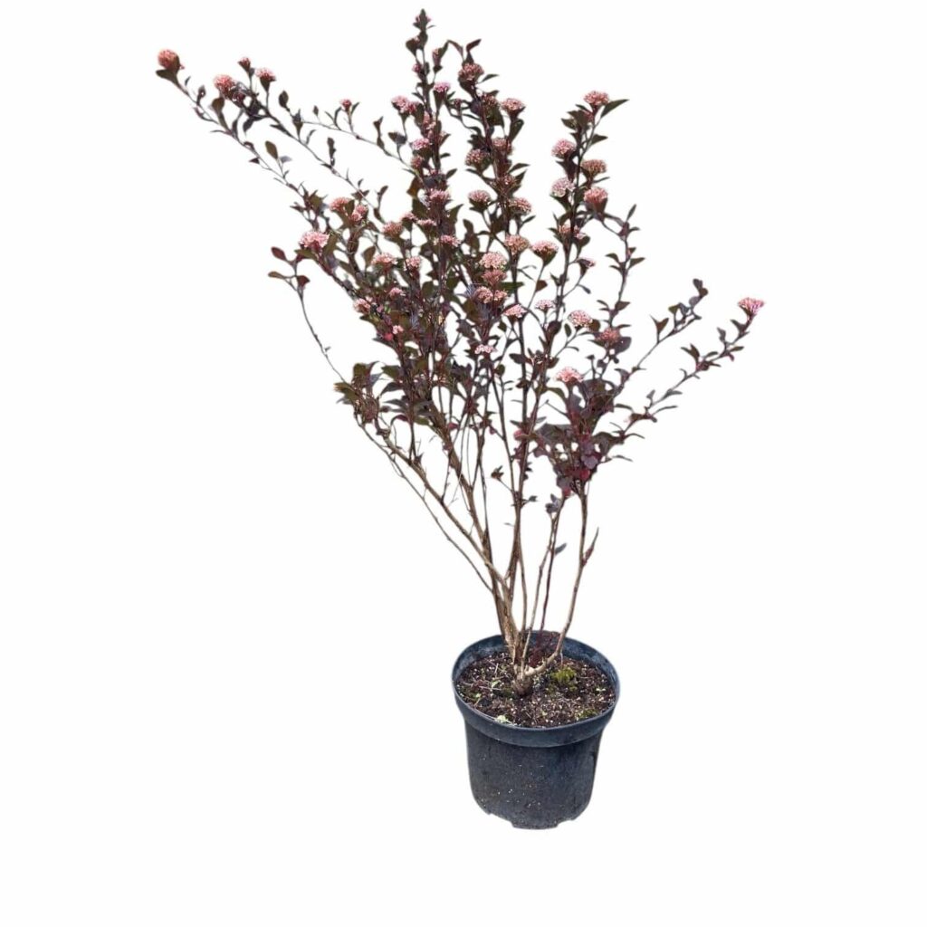Hólyagvessző (Physocarpus opulifolius 'Little Joker')