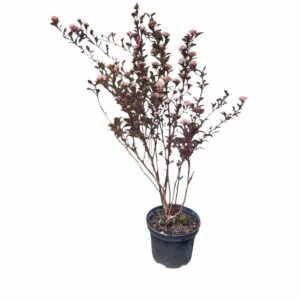 Hólyagvessző (Physocarpus opulifolius 'Little Joker')