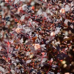 Hólyagvessző (Physocarpus opulifolius 'Little Joker')