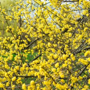 Húsos som (Cornus mas)