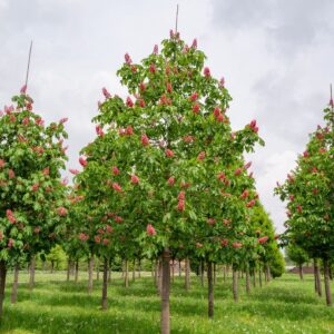 Hússzínű vadgesztenye (Aesculus carnea 'Briotii')