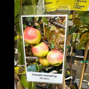 Húsvéti rozmaring alma (Malus domestica 'Húsveti Rozmaring')