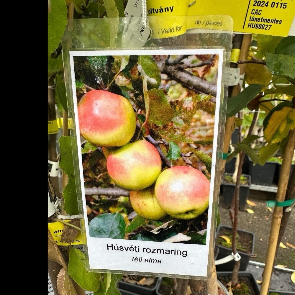 Húsvéti rozmaring alma (Malus domestica 'Húsveti Rozmaring')