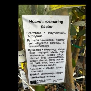 Húsvéti rozmaring alma (Malus domestica 'Húsveti Rozmaring')
