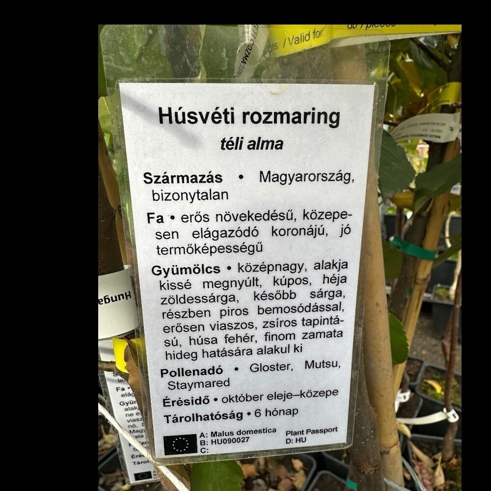 Húsvéti rozmaring alma (Malus domestica 'Húsveti Rozmaring')