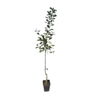 Húsvéti rozmaring alma (Malus domestica 'Húsveti Rozmaring')