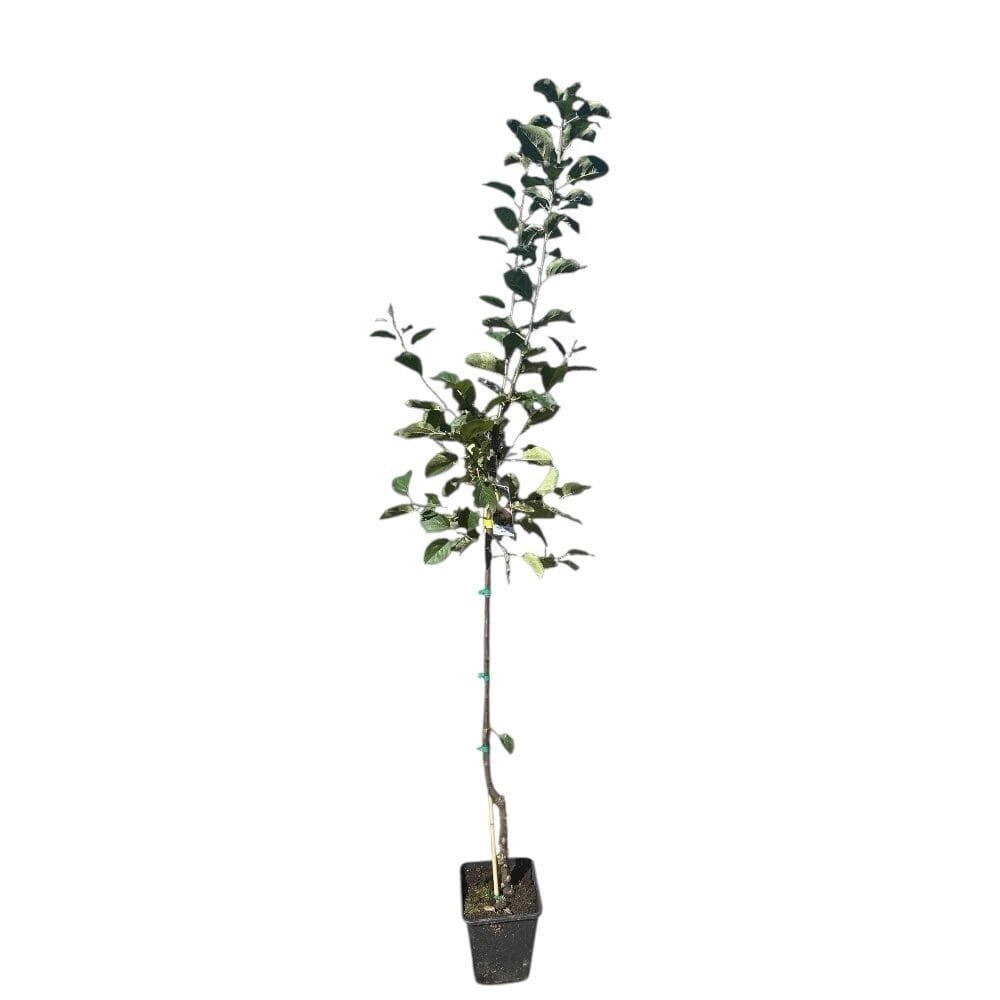 Húsvéti rozmaring alma (Malus domestica 'Húsveti Rozmaring')