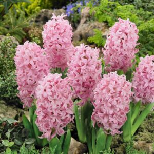 Hyacinthus pink surprise