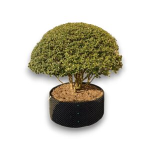 Illatos bangófa (Osmanthus burkwoodii)