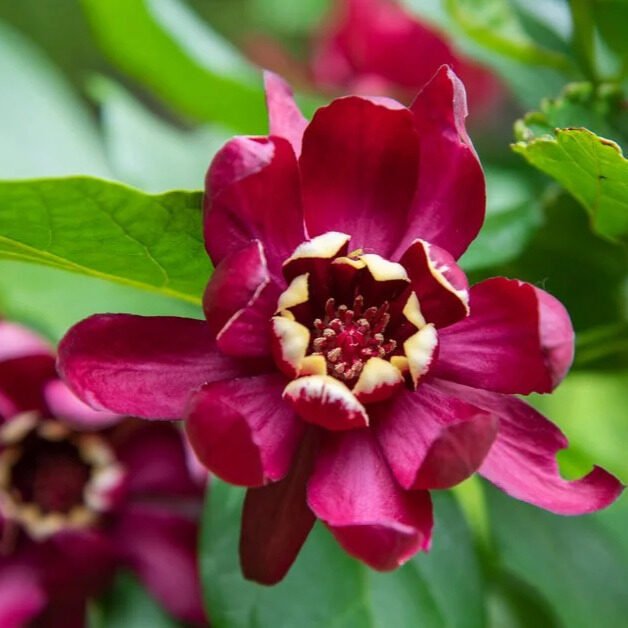 Illatos fűszercserje (Calycanthus floridus 'Aphrodite')