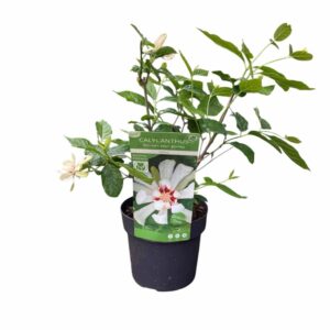 Illatos fűszercserje (Calycanthus 'Venus')