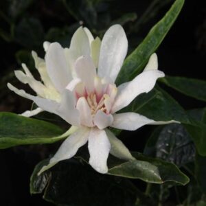 Illatos fűszercserje (Calycanthus 'Venus')