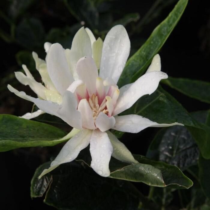 Illatos fűszercserje (Calycanthus 'Venus')