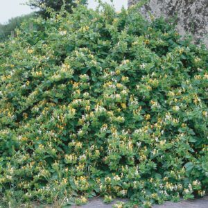 Illatos japán lonc (Lonicera japonica 'Halliana')