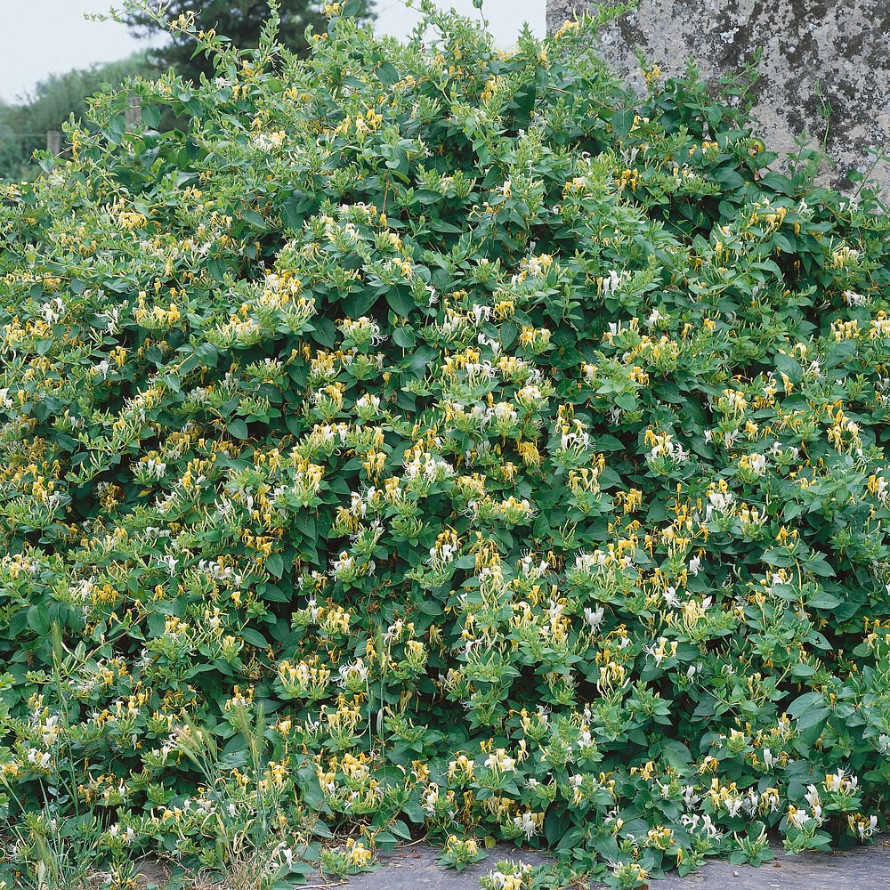 Illatos japán lonc (Lonicera japonica 'Halliana')