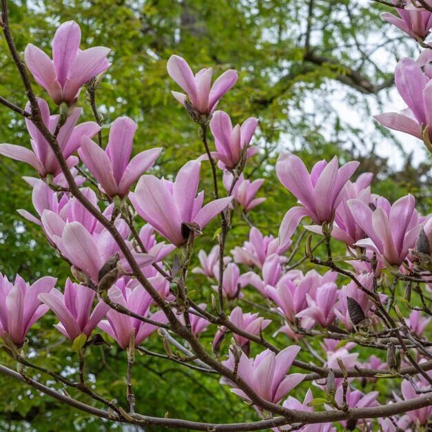 Illatos liliomfa (Magnolia 'Heaven Scent')