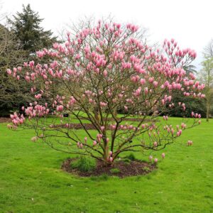 Illatos liliomfa (Magnolia 'Heaven Scent')