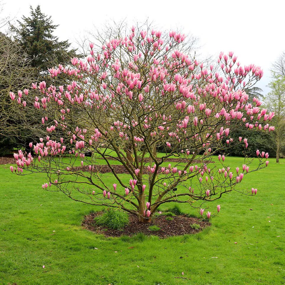 Illatos liliomfa (Magnolia 'Heaven Scent')