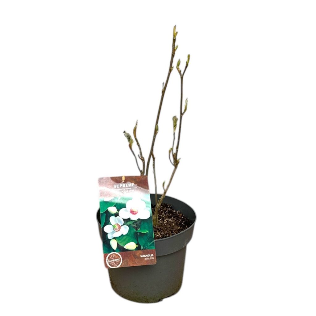 Illatos liliomfa (Magnolia sieboldi)