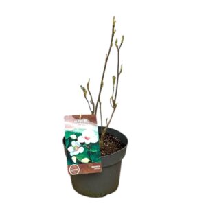 Illatos liliomfa (Magnolia sieboldi)