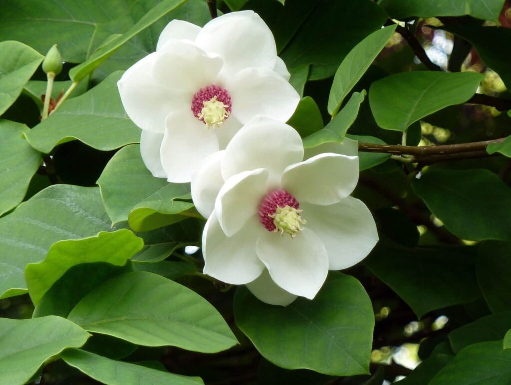 Illatos liliomfa (Magnolia sieboldi)
