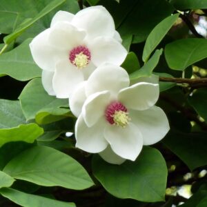 Illatos liliomfa (Magnolia sieboldi)