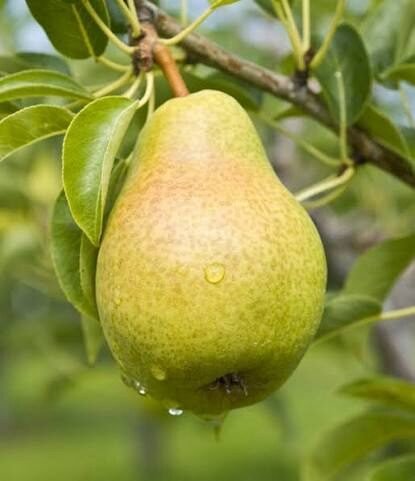 Ilonka körte (Pyrus communis 'Ilonka')