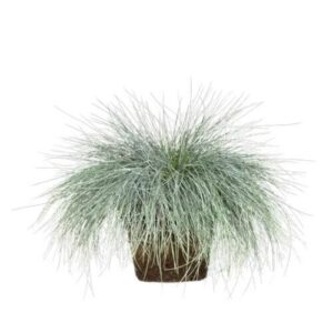 Intenzív kék csenkesz (Festuca glauca 'Intense Blue')