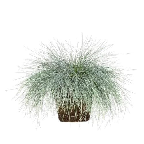 Intenzív kék csenkesz (Festuca glauca 'Intense Blue')