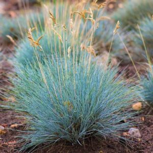Intenzív kék csenkesz (Festuca glauca 'Intense Blue')