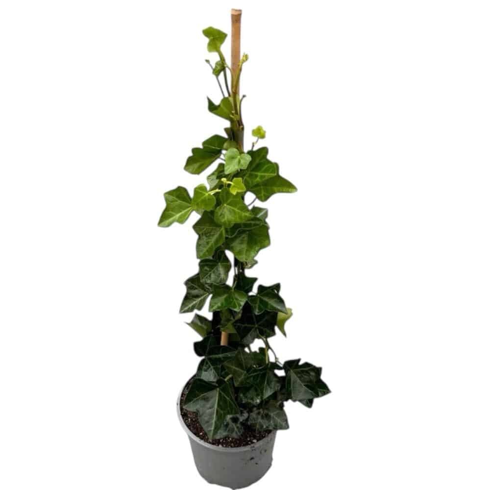 Ír borostyán (Hedera helix 'Hibernica')