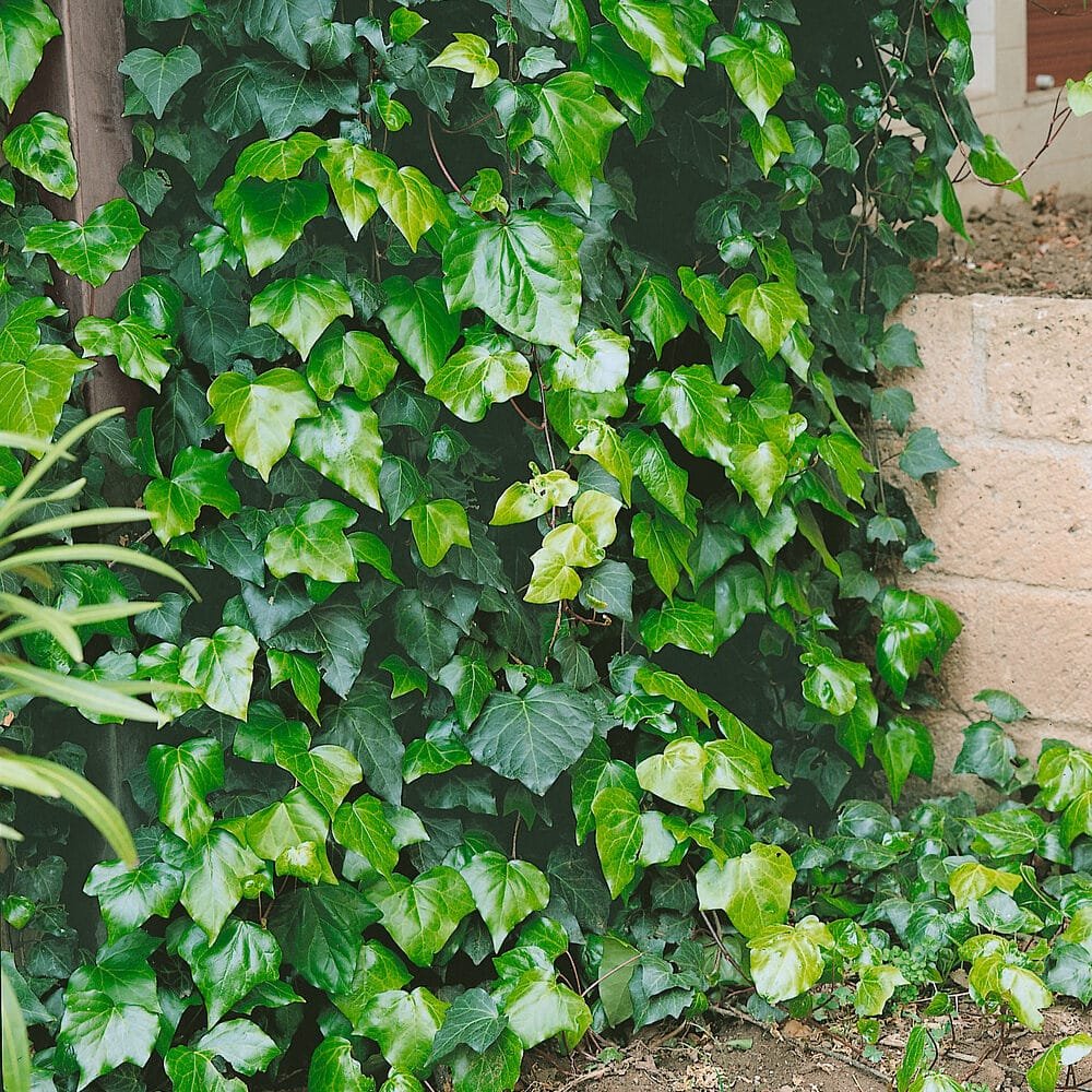 Ír borostyán (Hedera helix 'Hibernica')