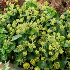 Ír borostyán (Hedera hibernica 'Arbori Compact')