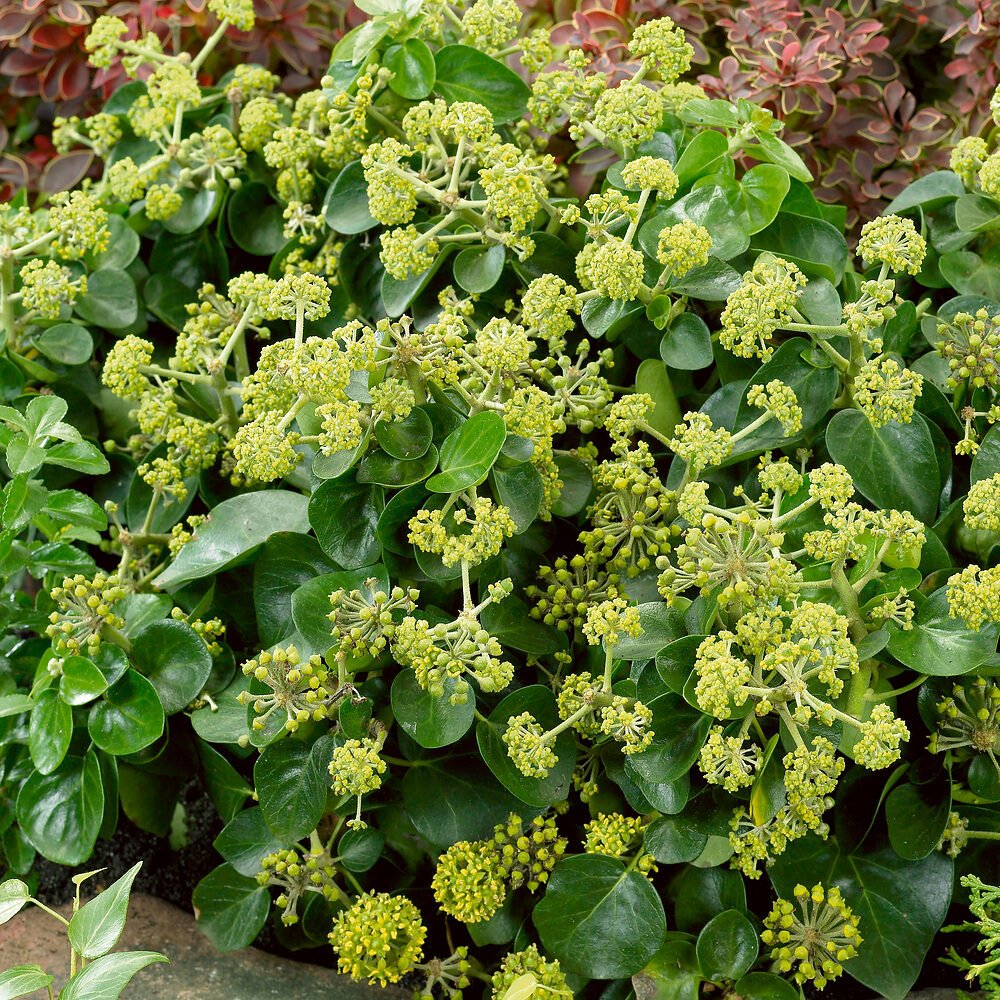 Ír borostyán (Hedera hibernica 'Arbori Compact')